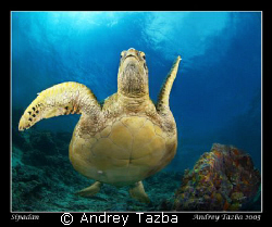 Turtle dance. by Andrey Tazba 